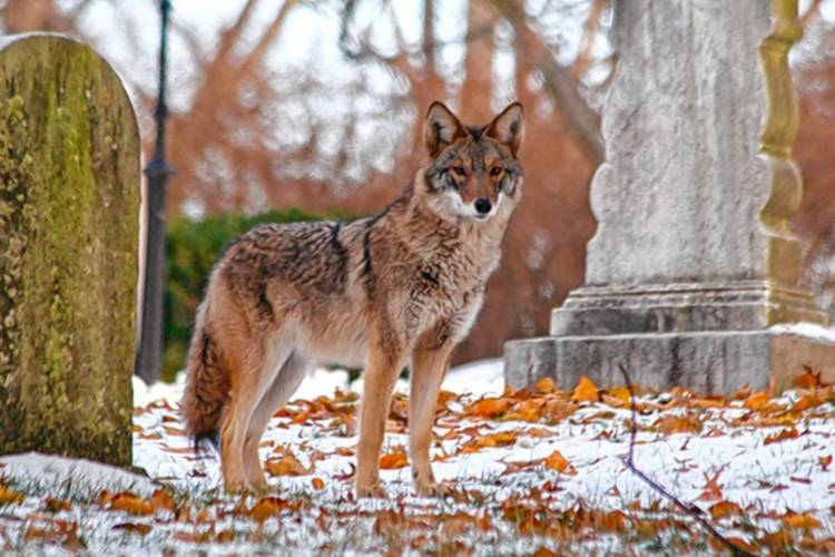 A coyote stands in Mount Auburn Cemetery in Cambridge, Mass. Coyotes have lived in the East since the 1930s.