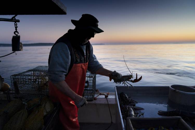 Max Oliver moves a lobster to the banding table aboard his boat while fishing off Spruce Head, Maine, in 2021.