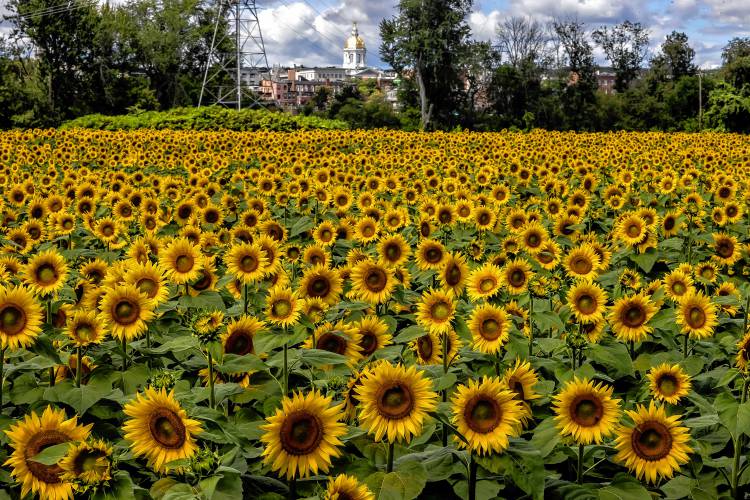 Part of the twenty acres of sunflowers at Sunfox Farm with a view of the State House from across the Merrimack River during the week-long Sunflower Bloom Festival is being held through this Sunday, August 20, 2023.