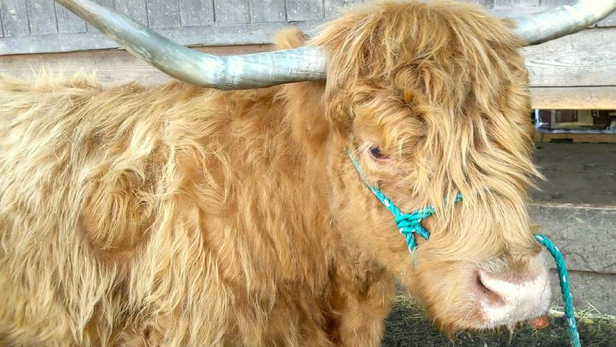 Maybelle was a gentle Scottish Highland cow who lived at Miles Smith Farm in Loudon.