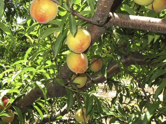 In this May 22, 2013 photo, peaches ripen on a branch at Chappell Farms orchard in Kline, S.C.