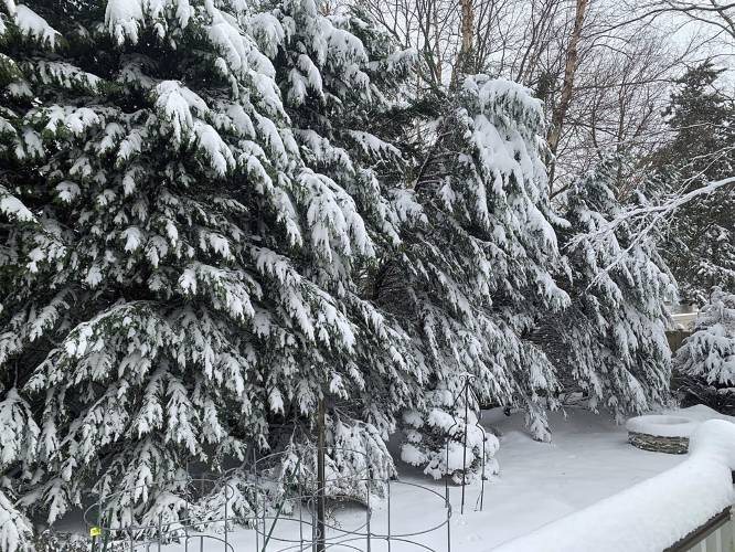 A row of Leyland cypress trees buckling under the weight of snow on their branches on Long Island, New York.