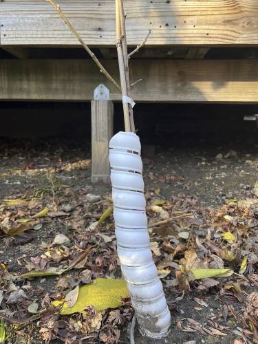 A plastic collar wrapped around the trunk of a young peach tree on Long Island, New York. Such barriers are effective at protecting bark from hungry rodents over winter.