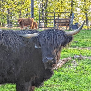 From the farm: Summer is the time for cow shopping