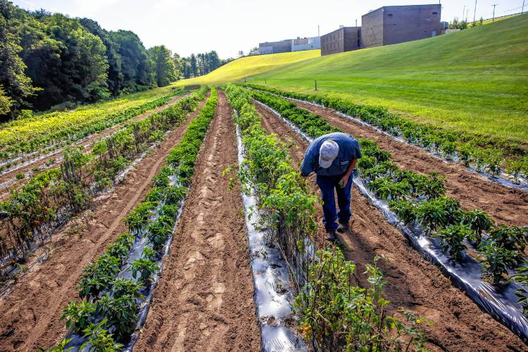 John Silver, a lifelong Boscawen resident, grew up on a large dairy farm. Now he runs the Merrimack County Farm as the grounds maintenance supervisor. He oversees a crew of maintenance staff and a rotating handful of inmates from the county jail.