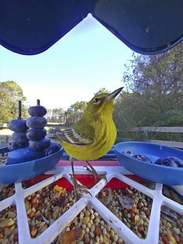This photo courtesy of Mark Pilch shows a pinewarbler on his Bird buddy bird feeder in his backyard in Cumming, Georgia, Jan. 3, 2025. (Mark Pilch via AP)