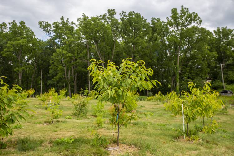 A young American chestnut tree grows in a field at a SUNY Environmental Science and Forestry field research station in Syracuse, N.Y., in July 2022. MUST  CREDIT: Lauren Petracca for The Washington Post