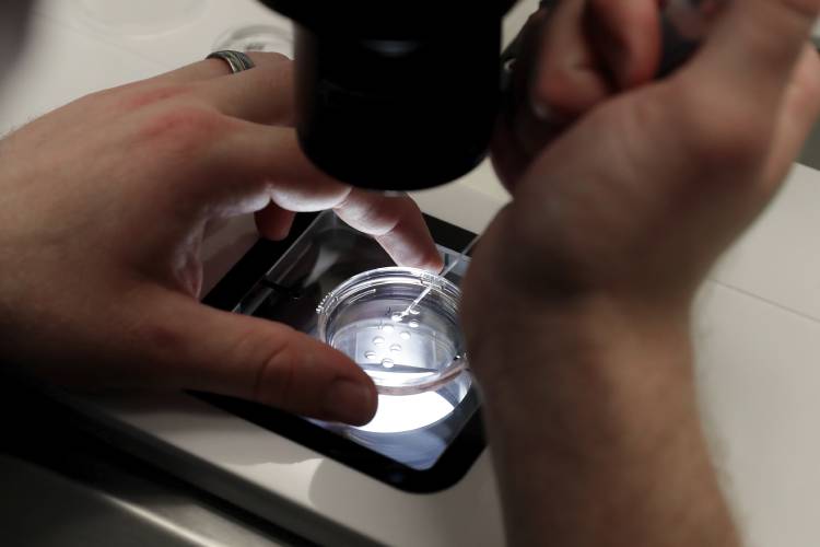 Lab staff prepare small petri dishes, each holding several 1-7 day old embryos, for cells to be extracted from each embryo to test for viability Feb. 27, in Houston.