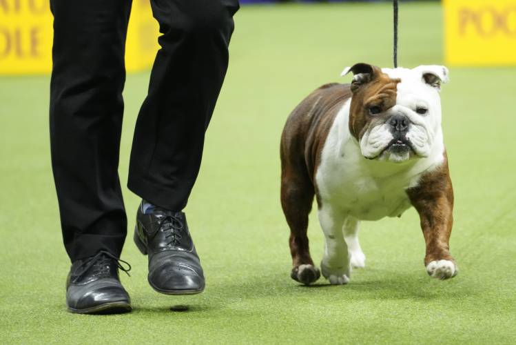 FILE - Star, a bulldog, competes in the non-sporting group competition during the 147th Westminster Kennel Club Dog show, Monday, May 8, 2023, in New York. Frenchies remained the United States' most commonly registered purebred dogs last year, according to American Kennel Club rankings released Wednesday, March 20, 2024. After French bulldogs, the most common breeds registered were Labs, golden retrievers, German shepherds, and poodles. Then came dachshunds, bulldogs, beagles, and...