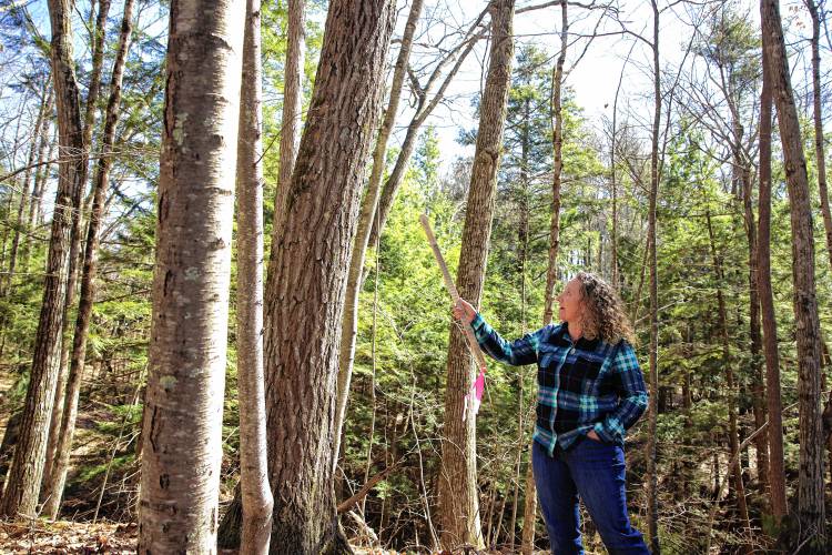 Wendy Weisinger was recently named Forester of the Year by the Granite State Division of the Society of American Foresters. She says you can tell many things about a tree just by measuring its circumference. 
