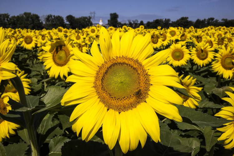 A bee rests on one of the 500,000 Sunflowers that are planted in a field on Sunfox Farm on Gully Hill Road in Concord for the 2024 Sunflower Bloom Festival from August 10-18.