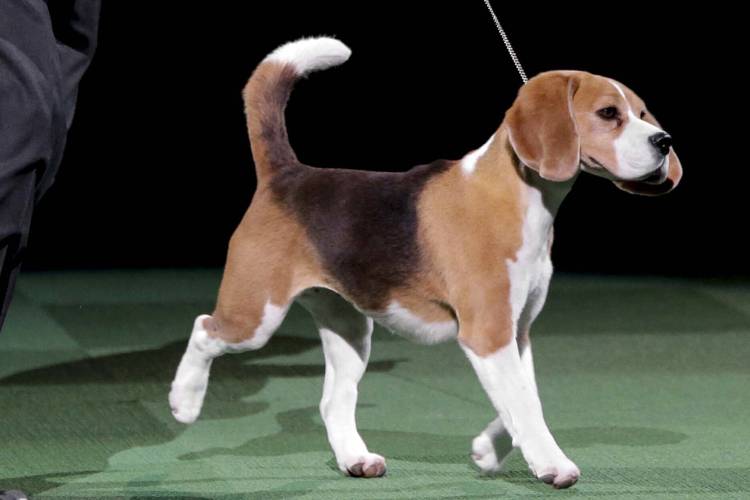 FILE - Miss P, a 15-inch beagle, competes at the Westminster Kennel Club dog show in New York, Feb. 17, 2015. Frenchies remained the United States' most commonly registered purebred dogs last year, according to American Kennel Club rankings released Wednesday, March 20, 2024. After French bulldogs, the most common breeds registered were Labs, golden retrievers, German shepherds, and poodles. Then came dachshunds, bulldogs, beagles, and others. (AP Photo/Mary Altaffer, File)