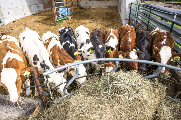 Milking cows eat their morning hay at the Morrill Farm on June 26, 2025.