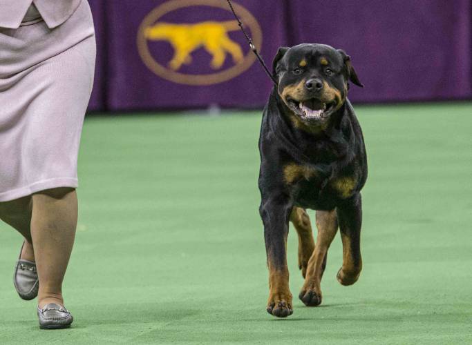 FILE - A Rottweiler competes at the 140th Westminster Kennel Club dog show at Madison Square Garden in New York, Feb. 16, 2016. Frenchies remained the United States' most commonly registered purebred dogs last year, according to American Kennel Club rankings released Wednesday, March 20, 2024. After French bulldogs, the most common breeds registered were Labs, golden retrievers, German shepherds, poodles, and others, including Rottweilers and German shorthaired pointers. (AP...