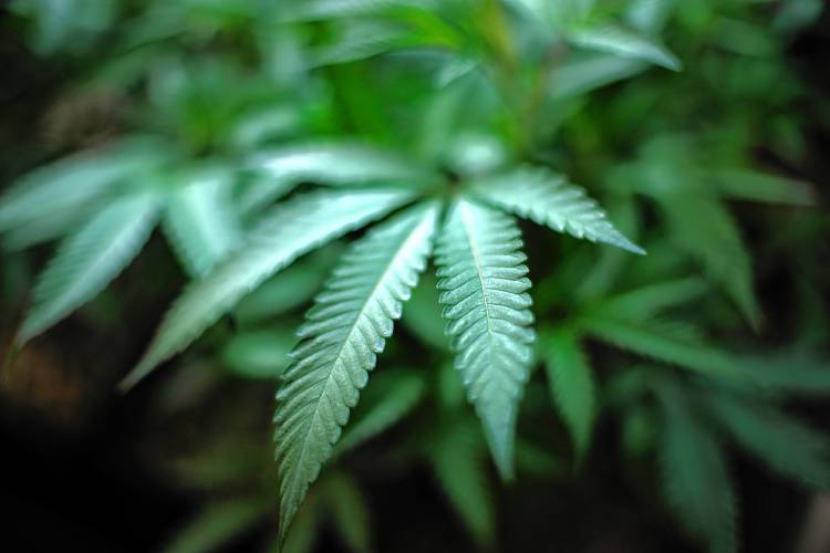 An indoor cannabis farm in Gardena, Calif., is seen, Aug. 15, 2019. An indoor cannabis farm in Gardena, Calif., is seen, Aug. 15, 2019.