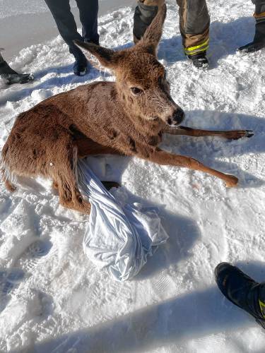A deer rescued after falling through the ice on Crystal Lake in Gilmanton on Sunday, March 24, 2024.