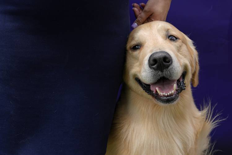 A golden retriever. A golden retriever.