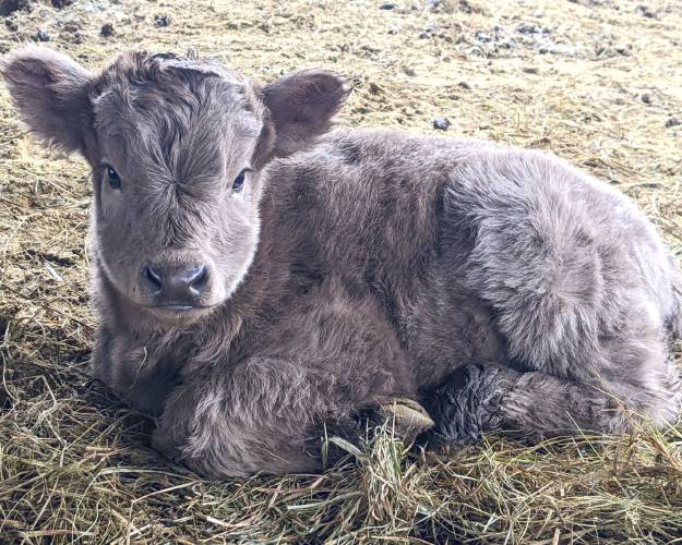 Two-week-old Stormy was born on the April 4th nor’easter. Celebrate the warmer weather at the Spring Fling on Saturday, April 20, from 11 a.m. to 2 p.m. Everyone loves spring, even the Miles Smith Farm’s long-horned Scottish Highland cattle. Carole Soule and newborn Stormy can’t wait to see you. 