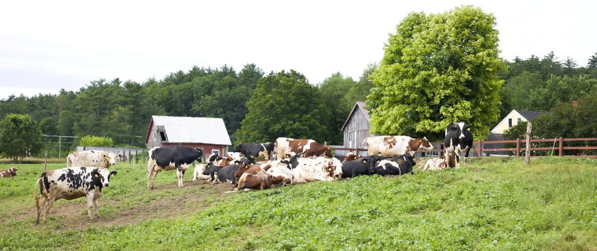 A cow pasture field at the Morrill Farm on June 26, 2025.