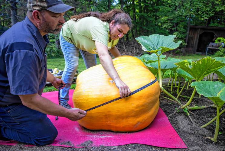Concord Monitor 300pound orange ‘baby’ to make an appearance at