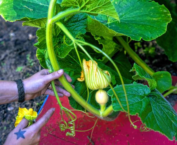 Another pumpkin is ready to start growing in Rebecca Chartierâs garden at her Weare home.