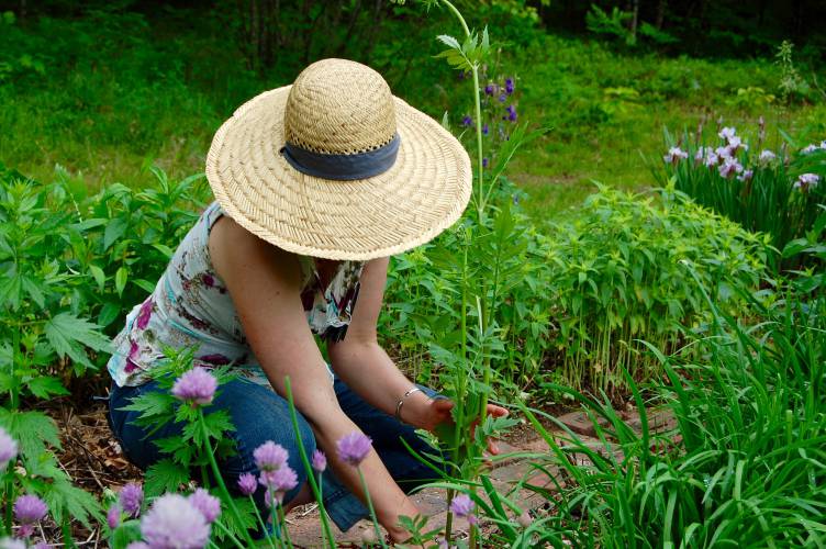 Maria Noel Groves will teach a Backyard Medicine class in Chichester on May 21, 2025.
