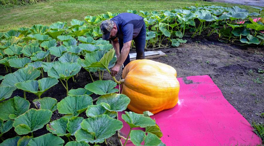Nate Chartier cuts the stem of the giant pumpkin so they can load up the pumpkin on Wednesday, August 28, 2024 .