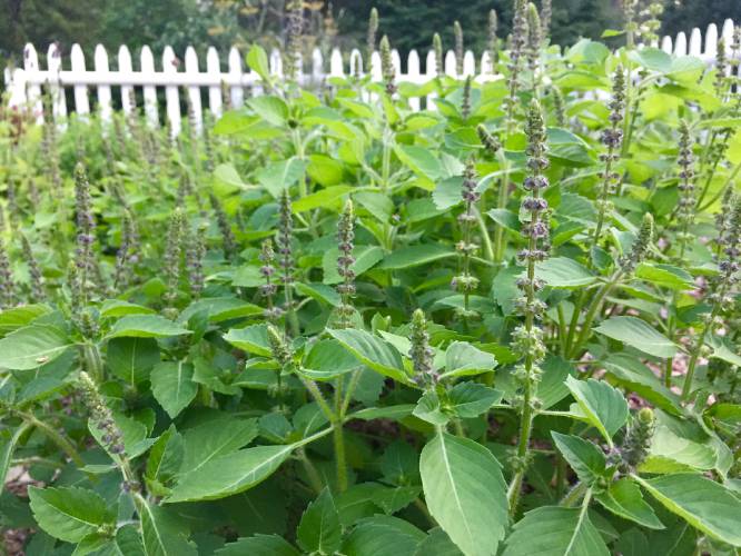 Maria Noel Groves will teach a Backyard Medicine class in Chichester on May 21, 2025.