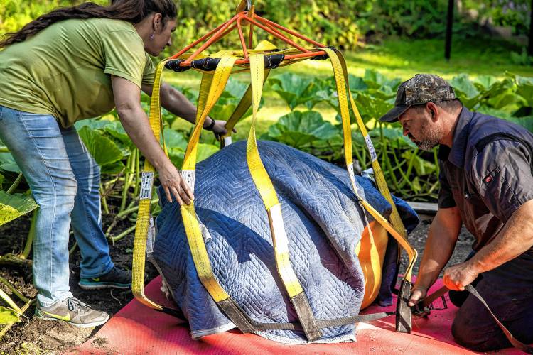 Rebecca Chartier and her husband, Nate wrap up her baby as they prepare to load the giant pumpkin to their truck for the trip to the Hopkinton Fair for judging.