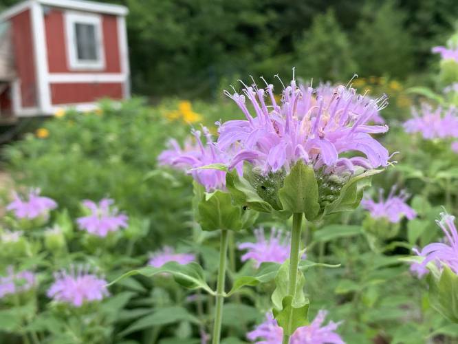 Maria Noel Groves will teach a Backyard Medicine class in Chichester on May 21, 2025.
