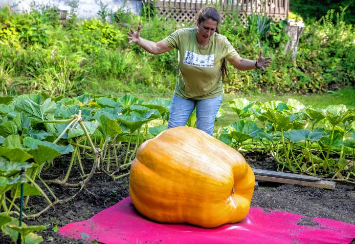 Big Apple is Rebecca Chartierâs baby as she prepares to load the giant pumpkin to their truck for the trip to the Hopkinton Fair for judging.