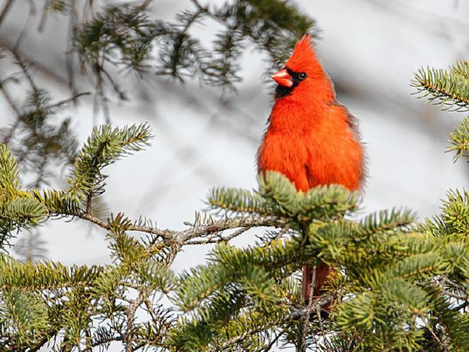 One of the few birds I can identify without help: a northern cardinal. They have some really weird calls.