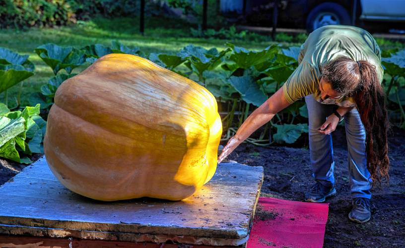 Big Apple is Rebecca Chartierâs baby as she prepares to load the giant pumpkin to their truck for the trip to the Hopkinton Fair for judging.