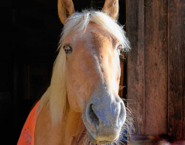 The horse next door. The horse next door.
