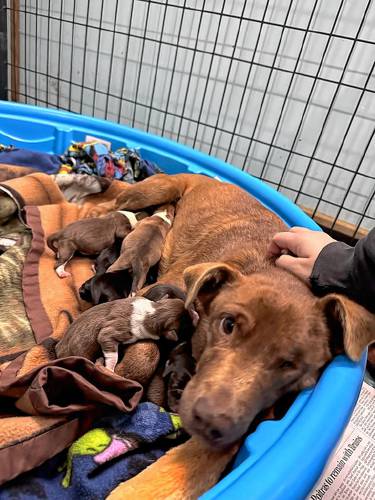 Nina gave birth to seven puppies on Christmas day. They will soon be available for adoption. 