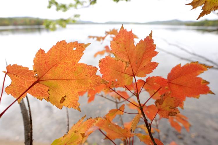 Leaves display bright colors near Lake Waukewan, in Meredith, N.H., Wednesday, Oct. 2, 2024. (AP Photo/Steven Senne)