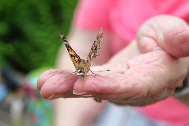 A painted lady butterfly lands on the finger of Dale Bull of Rindge.