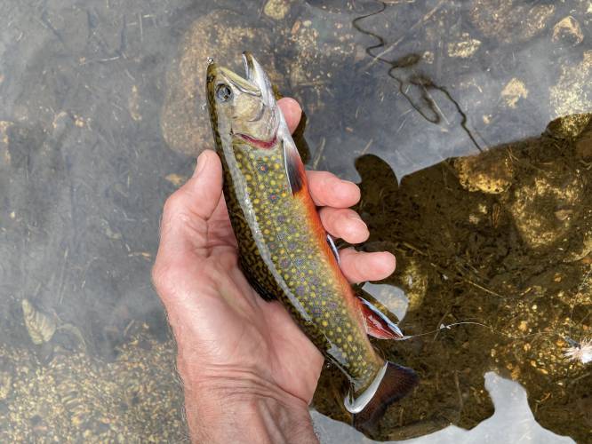 A wild NH Brook Trout from Nash Stream State Forest in Stark. A wild NH Brook Trout from Nash Stream State Forest in Stark.