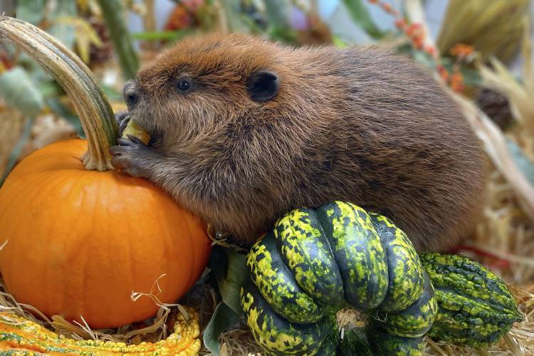 Nimi, a one-year-old beaver, at the Newhouse Wildlife Rescue in Chelmsford, Mass., in approximately 2023.