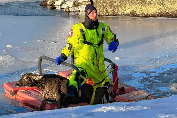 New London firefighter Max Isley arrives at the shorre of Pleasant Lake with a rescued doe that had fallen through the ice on Sunday morning.