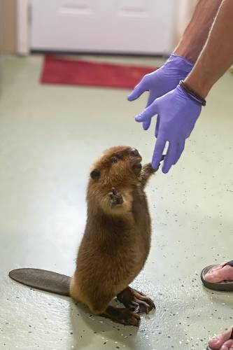 This photo provided by Newhouse Wildlife Rescue shows Nimi as a kit at the Newhouse Wildlife Rescue in Chelmsford, Mass., in approximately 2022. (Jane Newhouse/Newhouse Wildlife Rescue via AP)