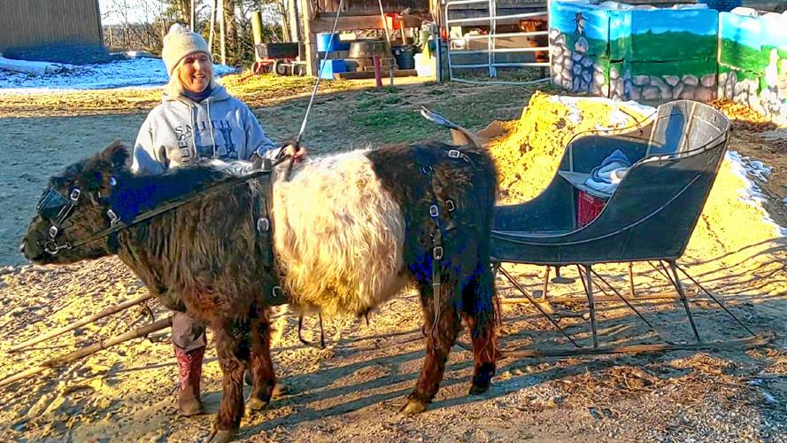 Saturn, a Belted Galloway steer (also known as an Oreo bovine), is in a harness with a bridle and is learning how to pull a cart. If we ever have snow, Saturn will pull the antique Saturn, a Belted Galloway steer (also known as an Oreo bovine), is in a harness with a bridle and is learning how to pull a cart. If we ever have snow, Saturn will pull the antique