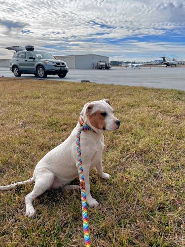 Lola, waiting for her second flight at the airport