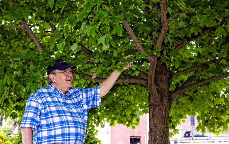 Jim Milliken points to one of two trees he helped plant on Storrs Street near the Bank of America office in downtown Concord on Thursday. Through his Arbor Day projects, Milliken has been responsible for planting trees all over the city.