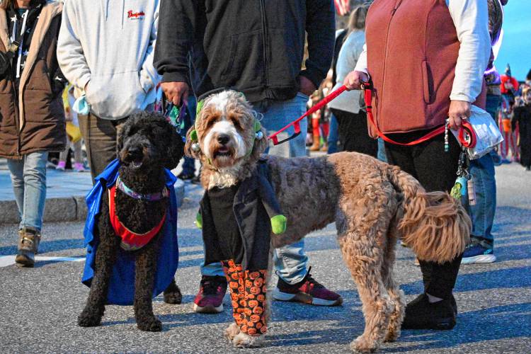Downtown Concord came alive for the dead on Friday night during the annual Halloween Howl, which drew hundreds to the city’s center for some spooky fun.