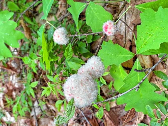 Woolly oak gall