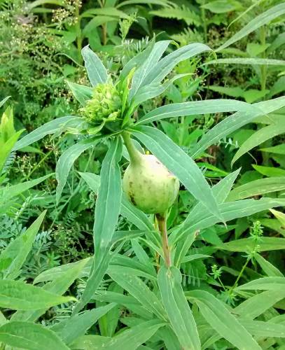 Goldenrod ball gall and bunch gall on same plant. Ruth Smith photo.