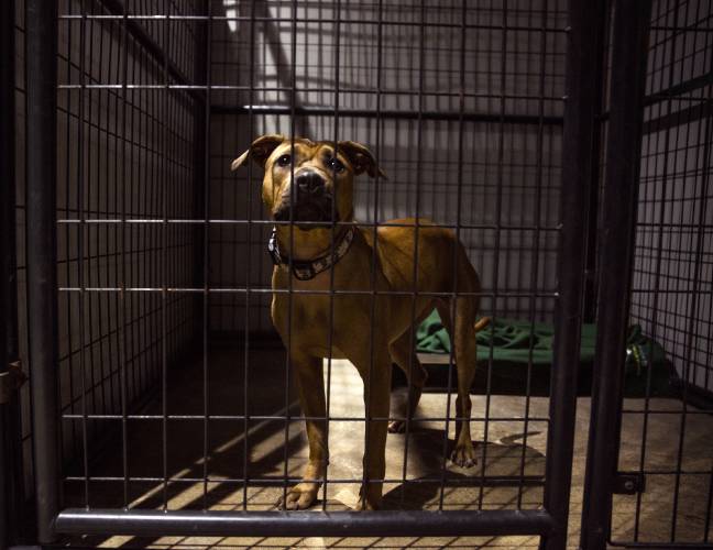 Smiley cannot be adopted from Live and Let Live Farm in Chichester at the present time as the rescue facility fights in the courts to re-open.