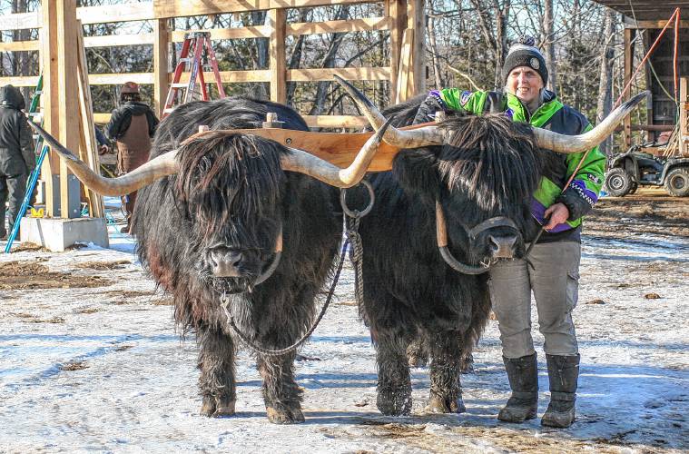 In 2021, Scottish Highland pair Topper and Stash worked as a team to pull logs out of the woods at Miles Smith Farm. Stash unexpectantly died two years ago, and Topper now has another partner named Finn. In 2021, Scottish Highland pair Topper and Stash worked as a team to pull logs out of the woods at Miles Smith Farm. Stash unexpectantly died two years ago, and Topper now has another partner named Finn.