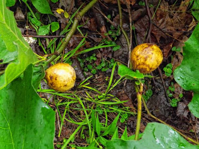 Oak apple gall. Ruth Smith photo.